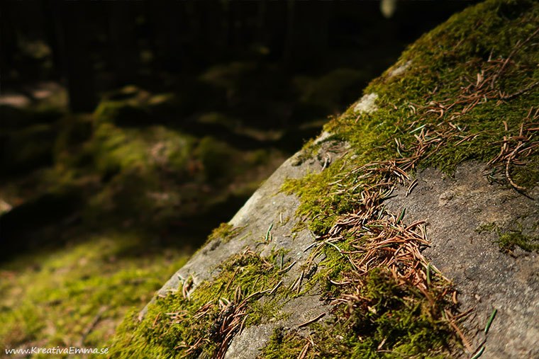 sten med mossa och barr i skogen