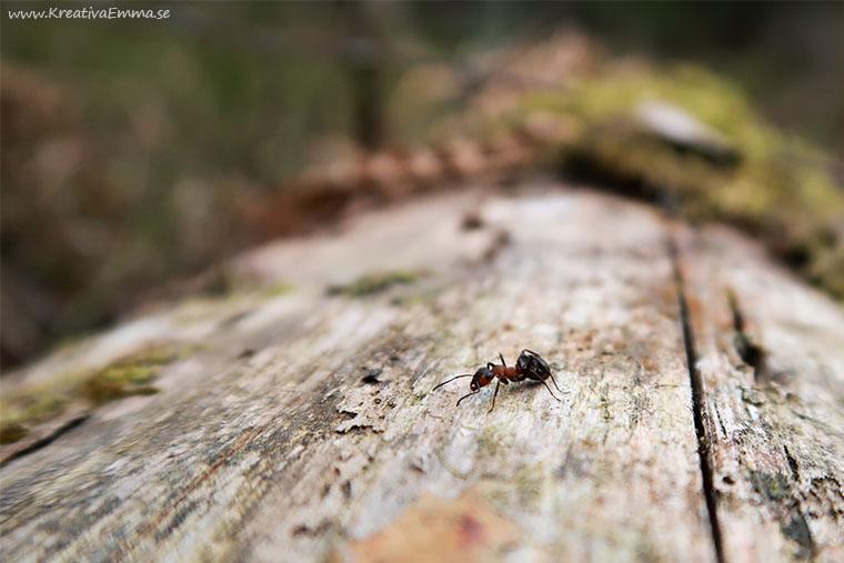 myra på stock i skogen vår